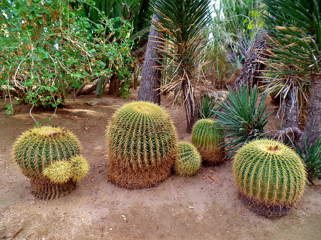 A 738 Ca Palm Springs Moorten Botanical Garden 1701 Flickr