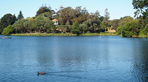 lake water virginia duck wanganui
