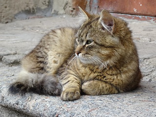 Portrait of a Kitty - Berdichev - Polissya Region - Ukraine