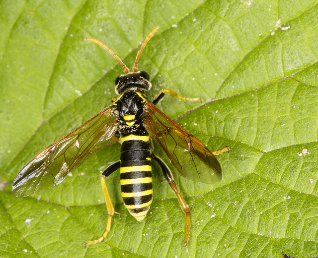 Figwort Wasp-mimic sawfly