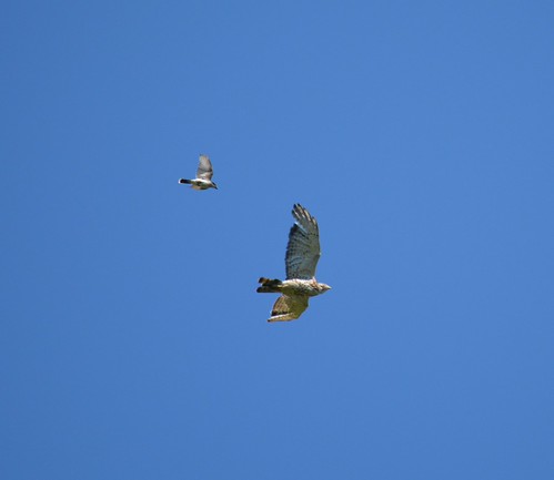 Broad-winged Hawk | by tapaculo99