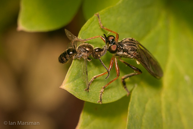 Robber fly and sweat bee prey