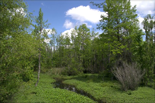 landscape swamp