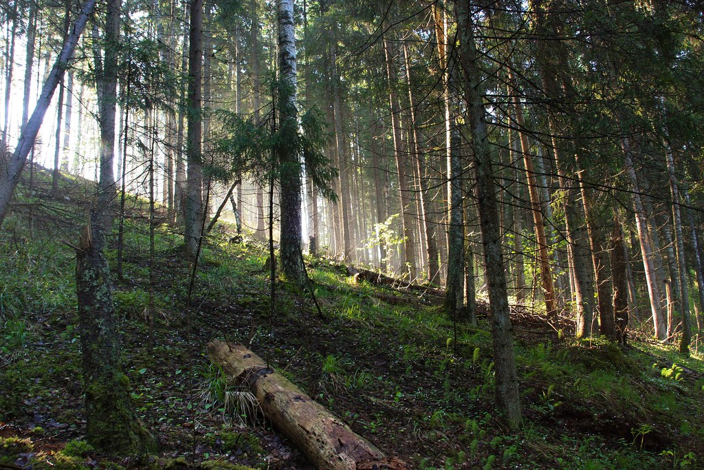 Forest of Dreams_2