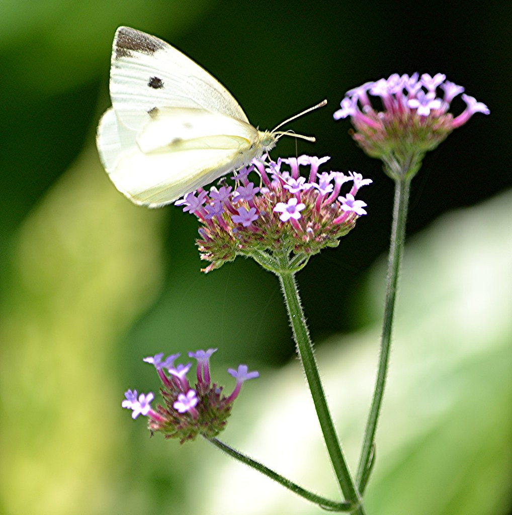 Black spots and wing tip of Cabbage White nectaring on pink flowers