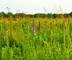 Dunnville State Wildlife Area