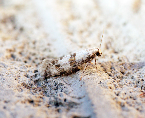 [0450] Scythropia crataegella | by Bennyboymothman