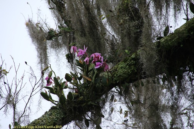 Cattleya intermedia no habitat