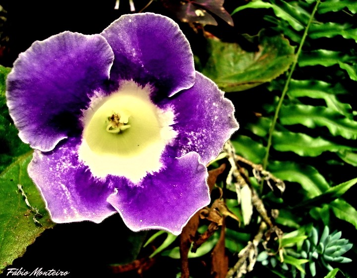 Gloxínia (sinningia speciosa) | Flor brasileira / Brazilian … | Flickr