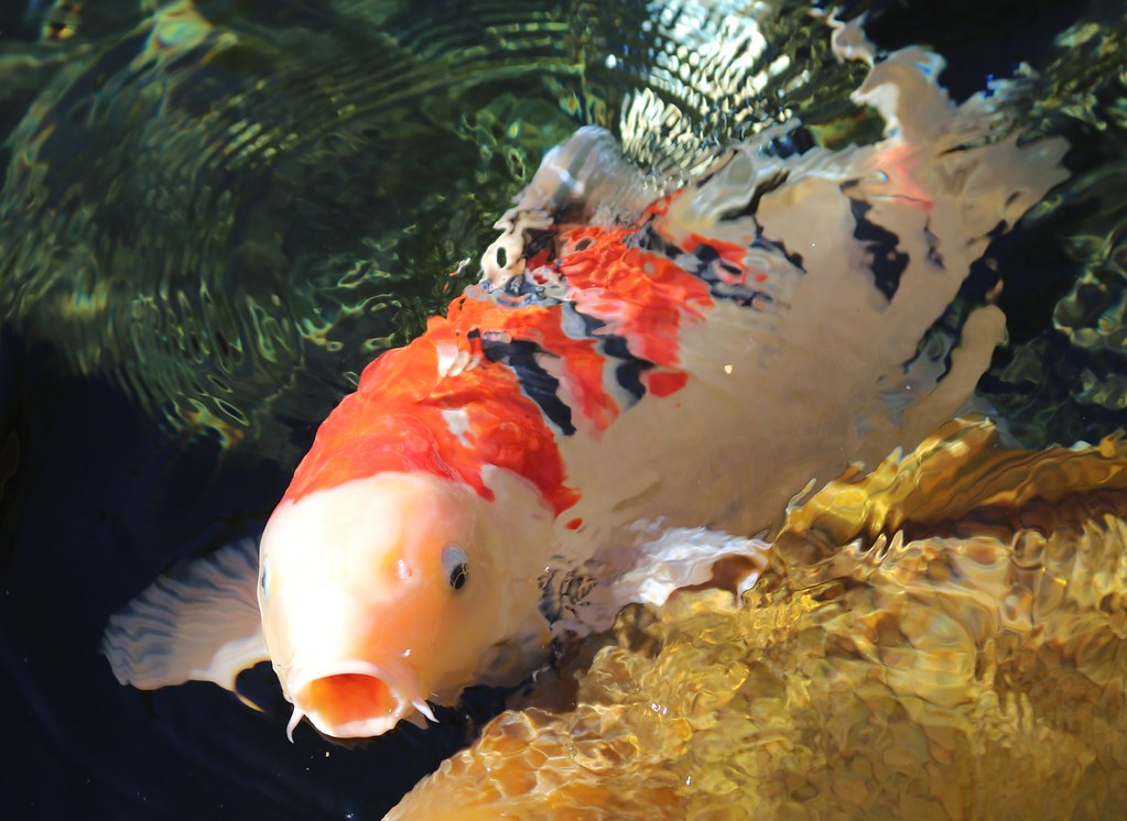Koi Pond Japanese Friendship Garden Balboa Park Flickr