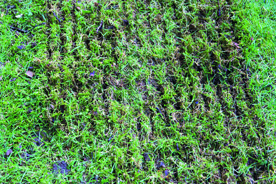 A scarified section of grass