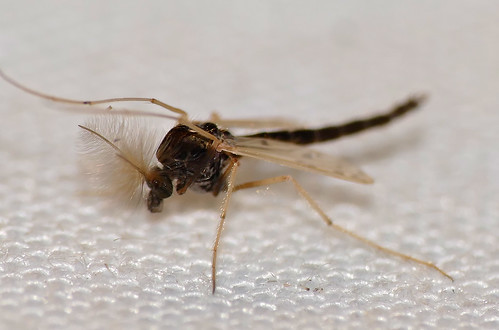 bhubesi hlane swaziland mosquito
