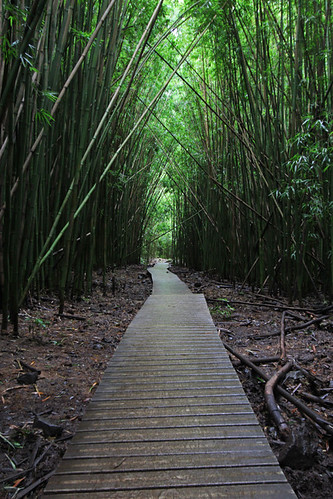 bamboo forest hike pipiwai trail maui september 2016 hawaii hi haleakalā national park ハワイ 風景