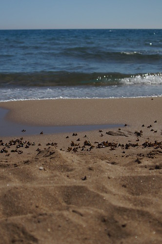 Strand Beach