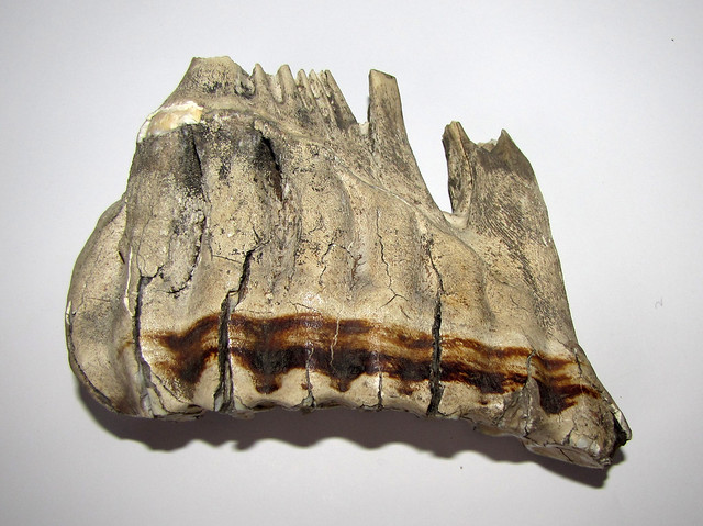 African bush elephant (Loxodonta africana) molar tooth