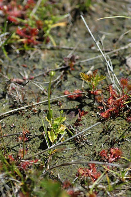 Drosera rotundifolia (Round-leaved sundew / Ronde zonnedauw) & Parnassia palustris (Marsh Grass-of-Parnassus / Parnassia)