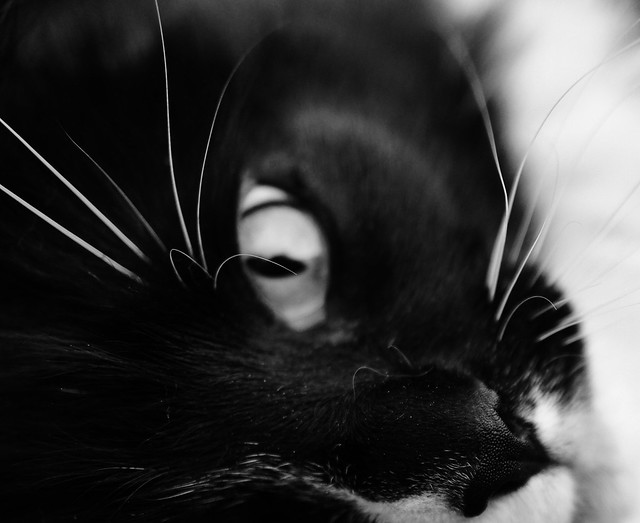 Tuxedo. Cat portrait