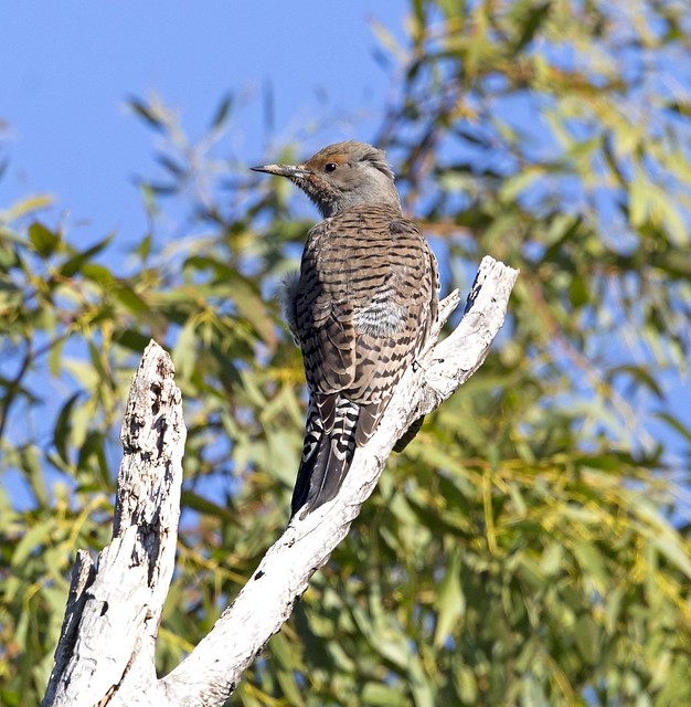 red-shafted female northern flicker