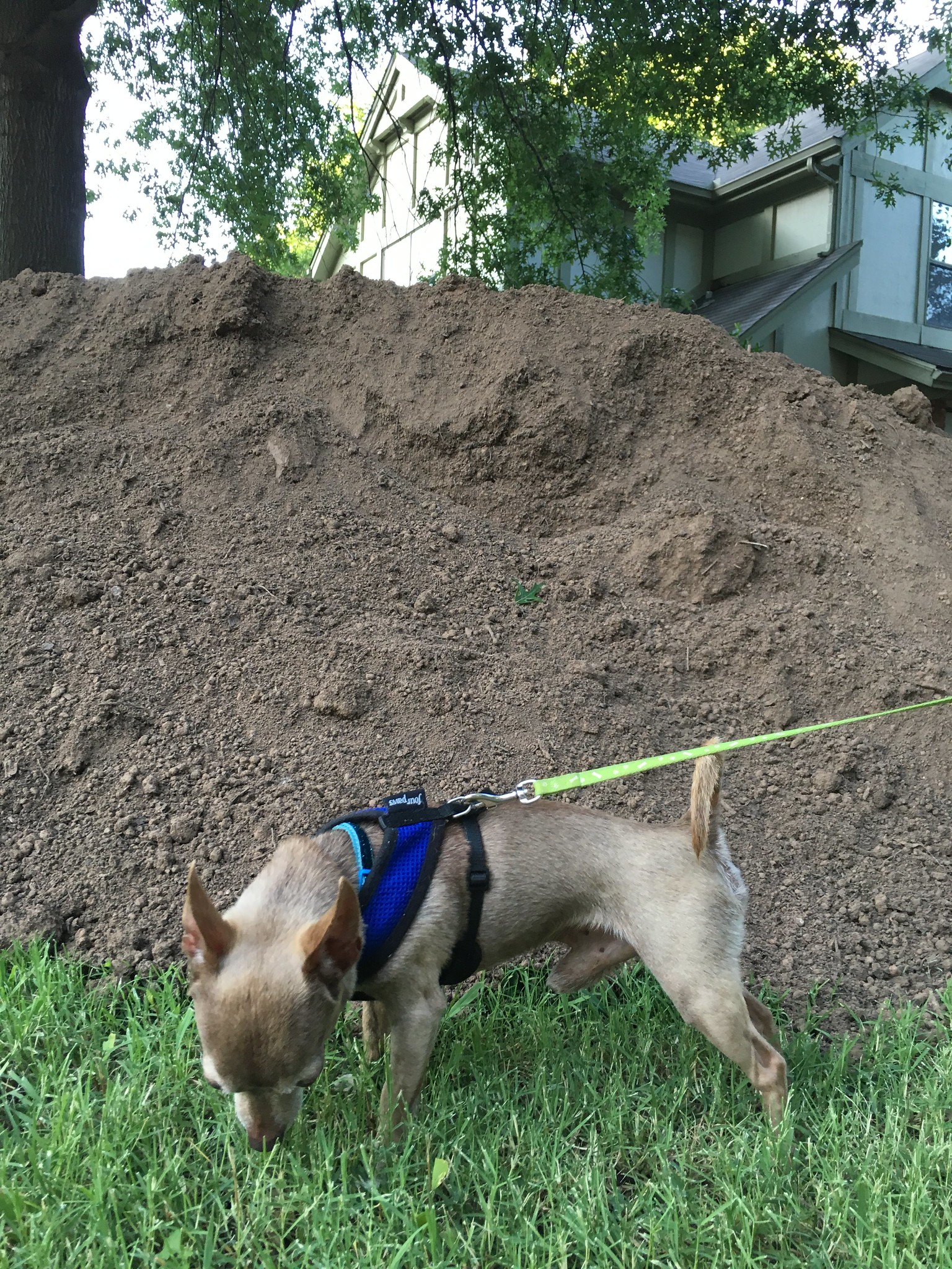 I am unimpressed with this tiny dirt mountain - Dobby 2016