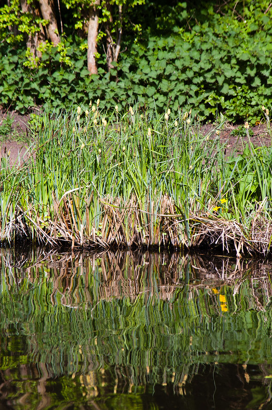 Flowering reeds reflected