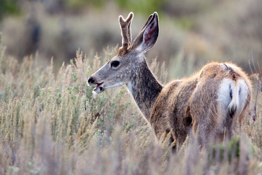 Juvenile Mule Deer | A juvenile mule deer (Odocoileus hemion… | Flickr