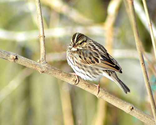 kentucky kos sparrow savannahsparrow passerculussandwichensis lincolnco jackiebelmore