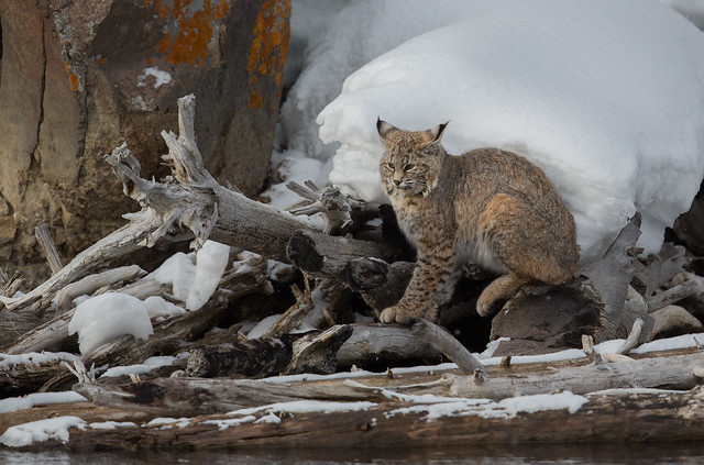 Bobcat - Looking for a meal
