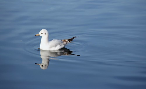 Juvenile Black-Headed Gull (Chroicocephalus ridibundus) | by CrazyBugLady