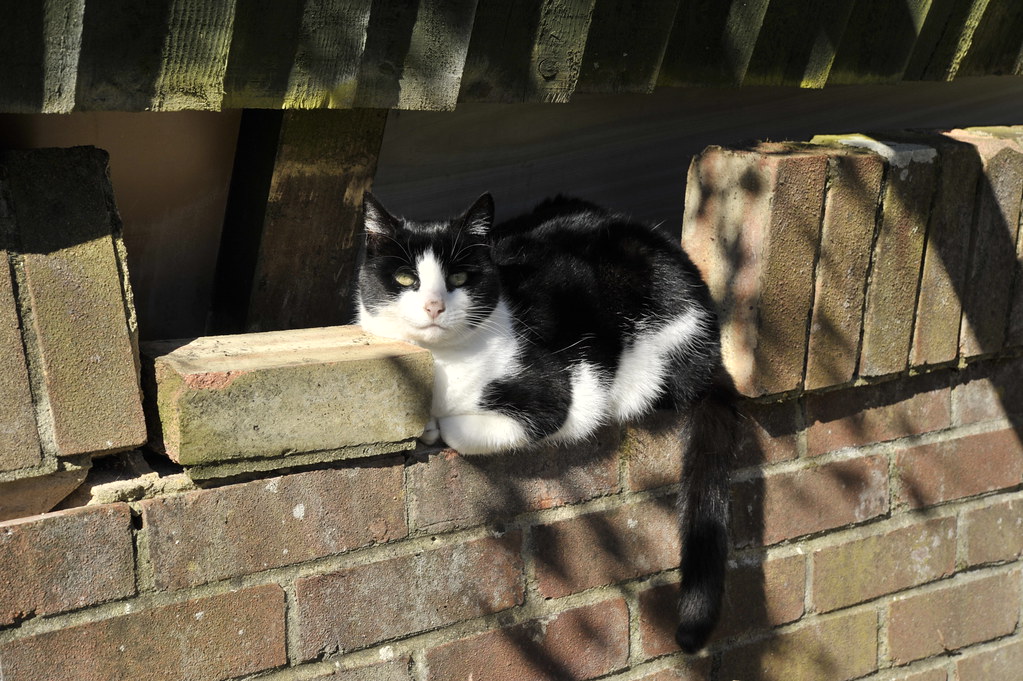 review: ‘stray’ is way more than just a cat simulator and wall of cats diy cat wall