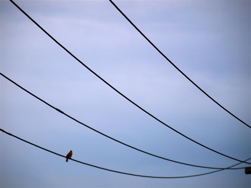 bird on a wire