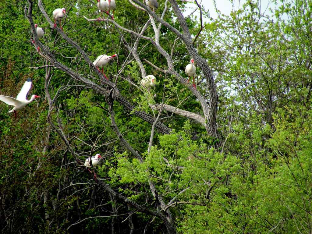 Nature Trail, near Core Sound Run