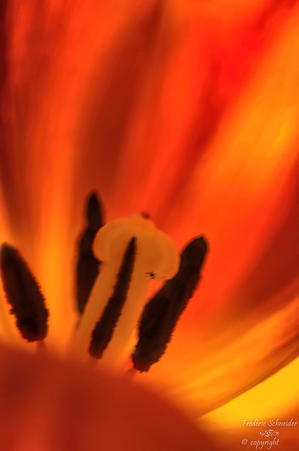 Tulip in Fire