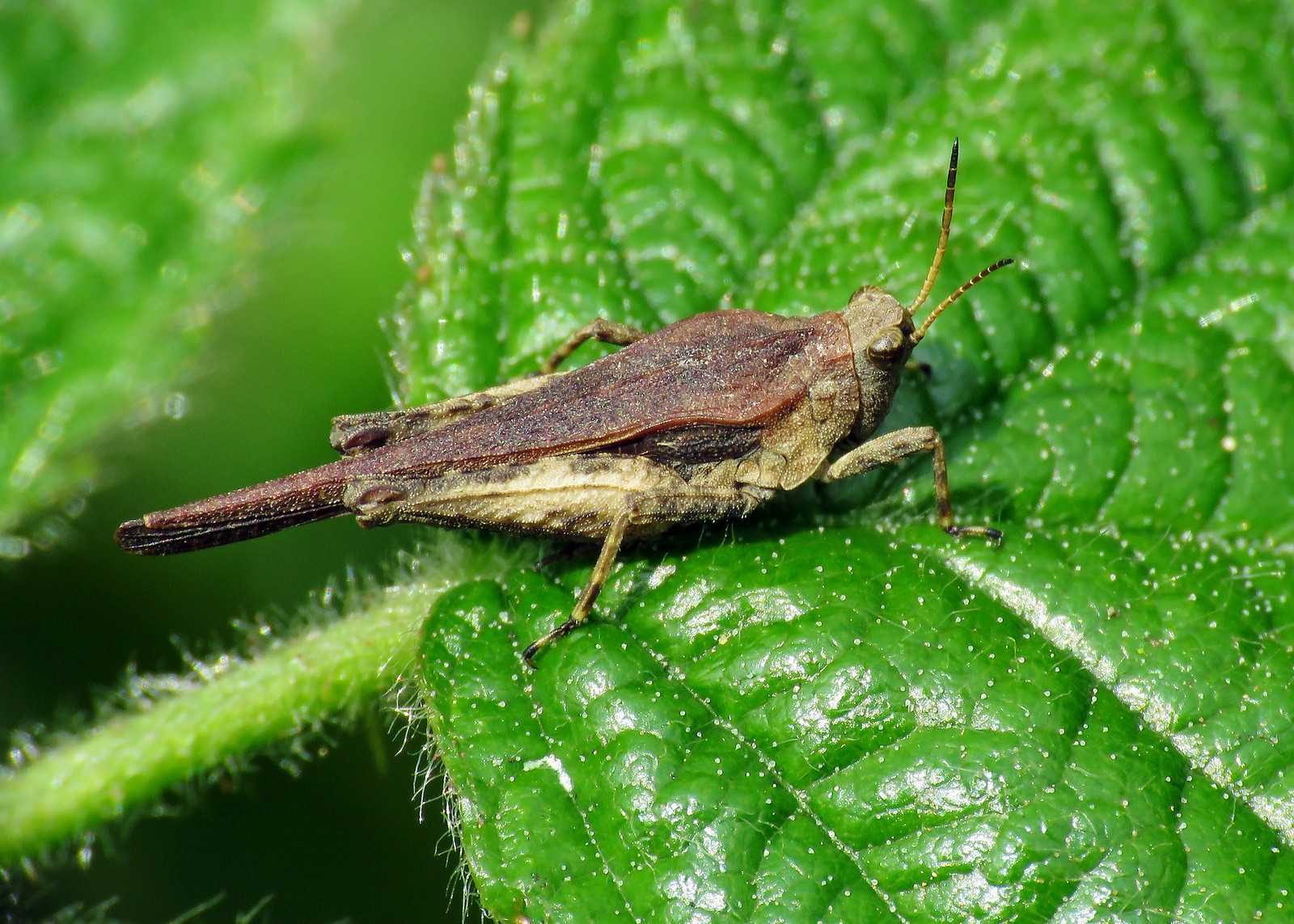 Slender Groundhopper - Tetrix subulata