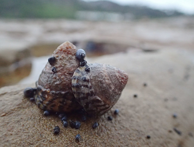 Marine snail cluster