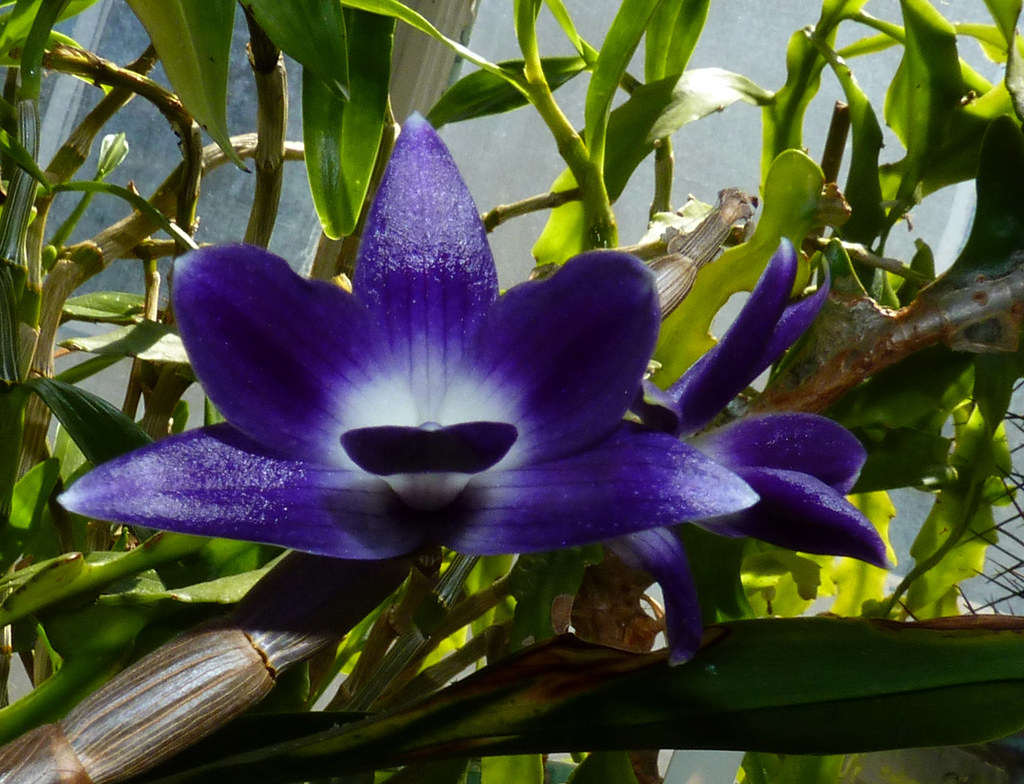Dendrobium victoria-reginae (‘Royal Blue’ AM x ‘Blues Brothers’ HCC)  species orchid, my first bloom of this plant 8-13*