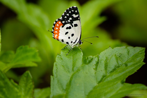 india nature butterfly insect bangalore bannerghatta karnataka butterflypark lycaenids redpierrot talicadanyseus framesbangalore