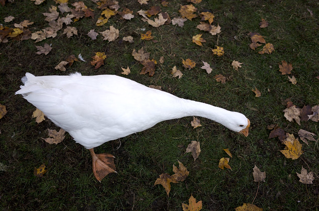 Goose in Autumn