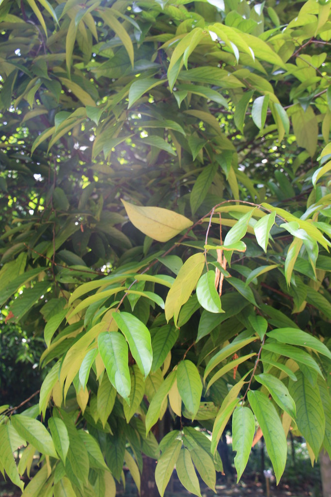 Chengal Neobalanocarpus heimii - Cengal | Putrajaya Botanical Garden… | Flickr