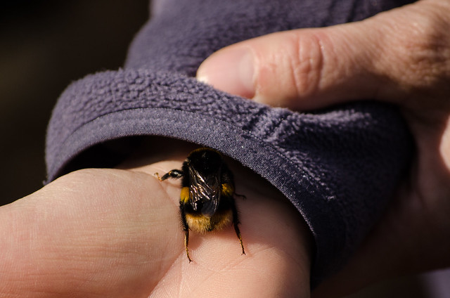 Buff-tailed bumble bee