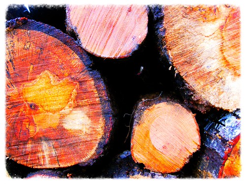future firewood | by frugalista