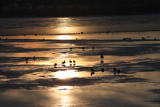 Geese before Sunset