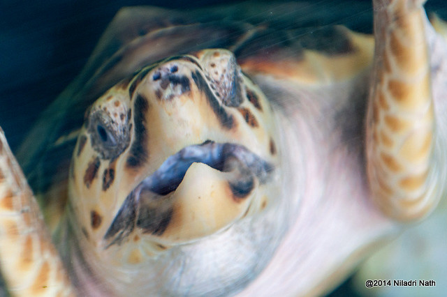 Loggerhead Turtle Closeup
