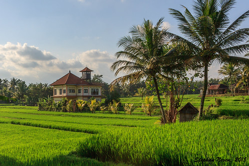 bali house field indonesia asia rice paddy palm farmer middle