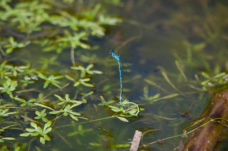 Common blue damselflies ovipositing
