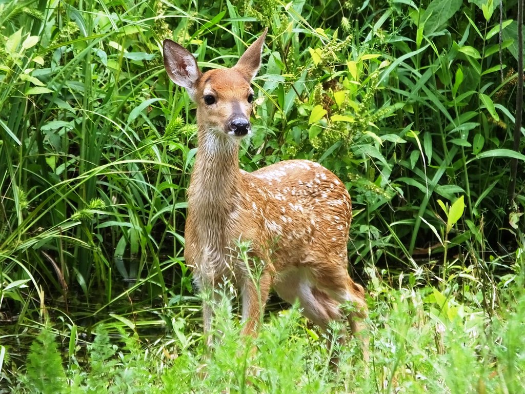 Fawn | This adorable fawn was recently spotted at Mingo Nati… | Flickr