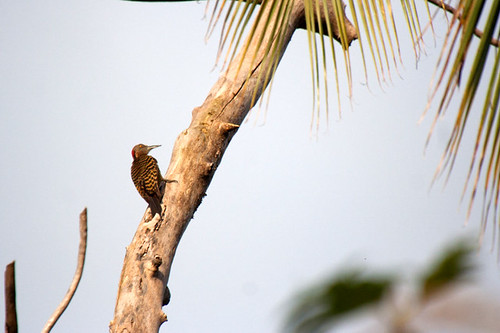 bird wildlife birding ornithology birdwatching oiseau faune ornithologie hispaniolanwoodpecker picdhispaniola