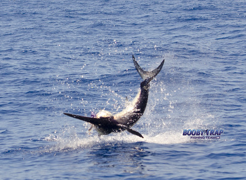 Booby-Trap-Fishing-Team-Swordfishing-record | by boobytrapfishingteam
