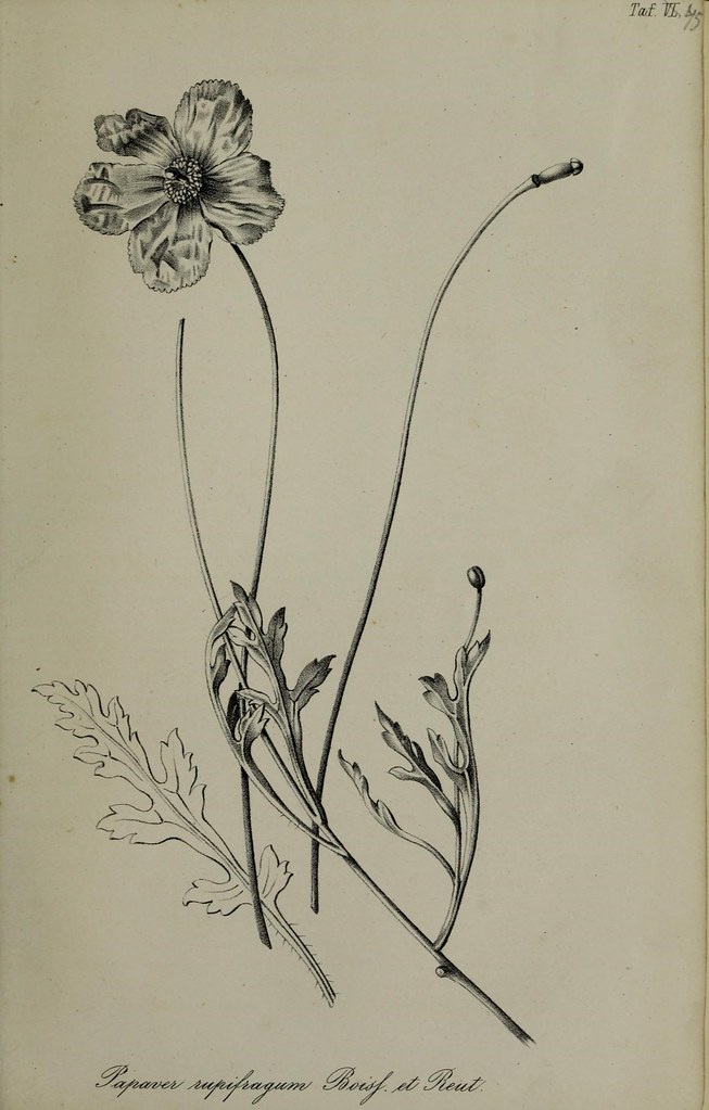 n404_w1150 | Gartenflora.. Erlangen :F. Enke,1852-1940.. bio… | Flickr
