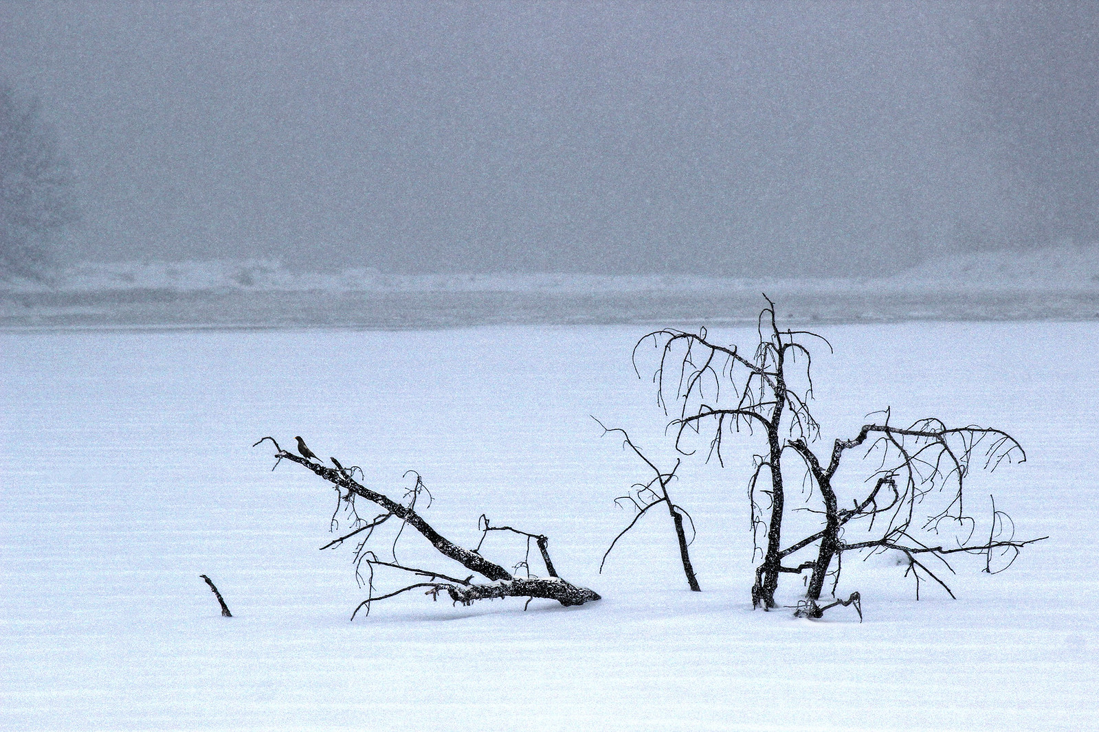 Dead tree in snowfall
