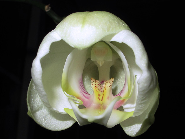 Orquídea mariposa